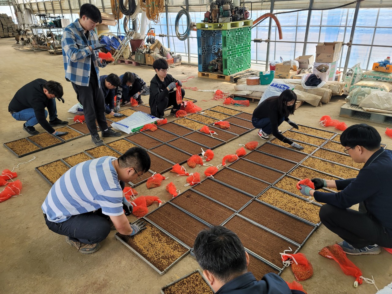 예찰포 및 시범포 볍씨 파종