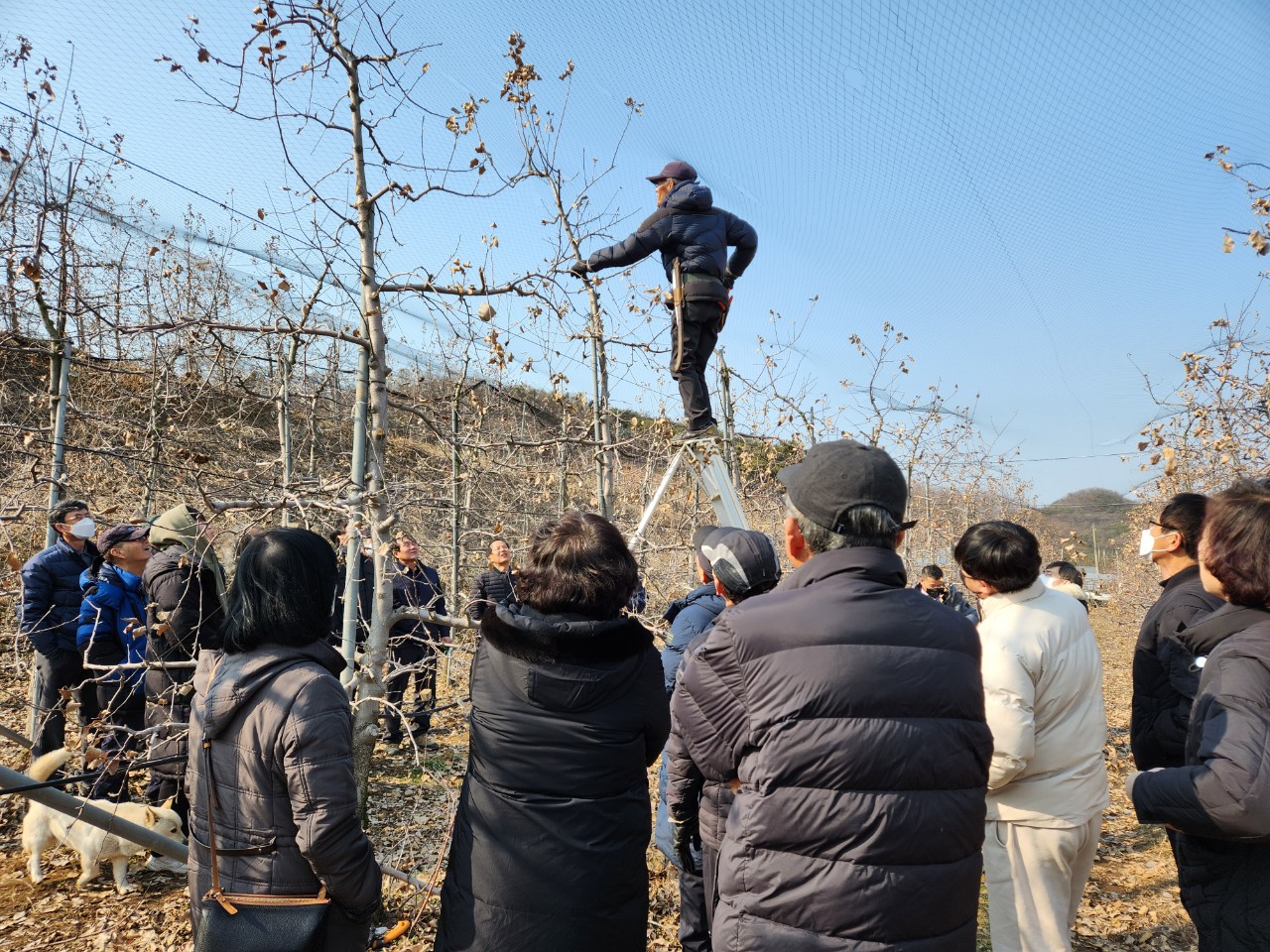 품목별 사과연구회 다수확 정지전정 교육