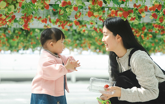 딸기체험 사진